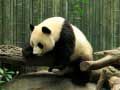 Mchezo Panda Puzzle online