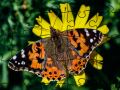 Mchezo Puzzle: Springa online