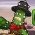 Cactus McCoy Cactus McCoy mtandaoni