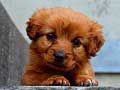 Mchezo Puzzle ya Puppy online