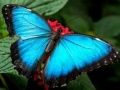 Mchezo Picha za Asili Papillon online