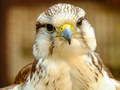 Mchezo Puzzle ya Gyrfalcon online
