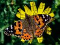 Mchezo Puzzle: Springa online
