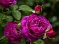 Mchezo Mauve rose online