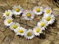 Mchezo Puzzle "Moyo wa Daisy" online