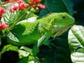 Mchezo Iguana Mwitu online