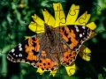 Mchezo Puzzle: Springa online