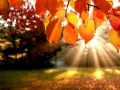 Mchezo Puzzle: Kipindi online Mchezo Puzzle: Kipindi online