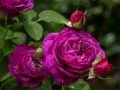 Mchezo Mauve rose online Mchezo Mauve rose online