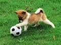 Mchezo Kiboko ya kucheka puzzle ya nje online Mchezo Kiboko ya kucheka puzzle ya nje online
