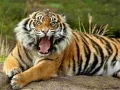 Mchezo Puzzle za Wanyama Tiger online