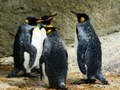 Mchezo Picha ya Mfalme Pingüin online