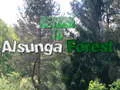Mchezo Kurudi katika Msitu wa Alsunga online