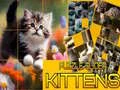 Mchezo Puzzle Linyar Kittens online Mchezo Puzzle Linyar Kittens online