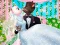 Mchezo Angela na Tom: Ndoa ya Ndoto online