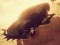 Mchezo Gari dhidi ya Zombie Derby online