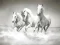 Mchezo Puzzle za farasi online