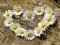 Mchezo Puzzle "Moyo wa Daisy" online