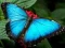 Mchezo Picha za Asili Papillon online