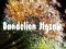Mchezo Puzzle ya Dandelion online