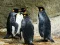Mchezo Picha ya Mfalme Pingüin online