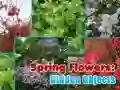 Mchezo Maua ya Masika: Vitu Vilivyofichwa online Mchezo Maua ya Masika: Vitu Vilivyofichwa online