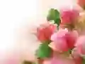 Mchezo Risasi za Rose online Mchezo Risasi za Rose online