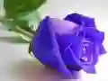 Mchezo Rosi za buluu online