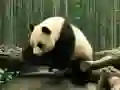 Mchezo Panda Puzzle online Mchezo Panda Puzzle online