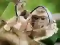 Mchezo Picha ya Chimpanzee online Mchezo Picha ya Chimpanzee online