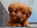 Mchezo Puzzle ya Puppy online