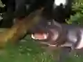 Mchezo Uwindaji wa hippopotamus wa mwituni online Mchezo Uwindaji wa hippopotamus wa mwituni online