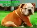 Mchezo Bulldog Puppy Puzzle online Mchezo Bulldog Puppy Puzzle online