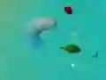 Mchezo SamahaniShark.io online