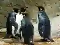 Mchezo Picha ya Mfalme Pingüin online Mchezo Picha ya Mfalme Pingüin online