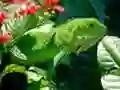 Mchezo Iguana Mwitu online Mchezo Iguana Mwitu online