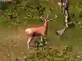Mchezo Kuwinda Kijiti online