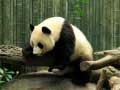 Mchezo Panda Puzzle online