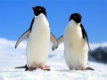 Mchezo Puzzle ya Pingu online
