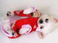 Mchezo Mtego wa Puppy Mrembo online