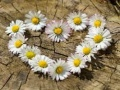 Mchezo Puzzle "Moyo wa Daisy" online