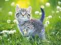 Mchezo Puzzle za Kittens online