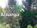 Mchezo Kurudi katika Msitu wa Alsunga online